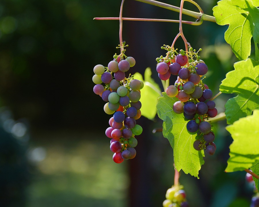 bourgogne vignoble 2